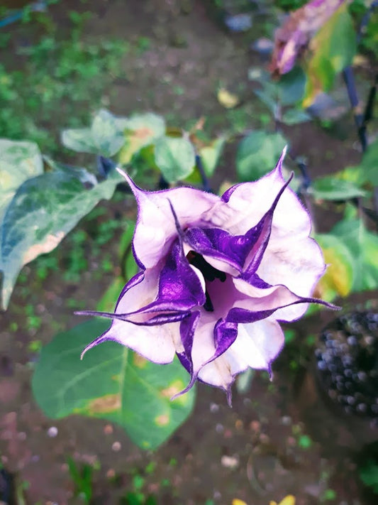 DATURA FASTUOSA VIOLA A FIORE DOPPIO