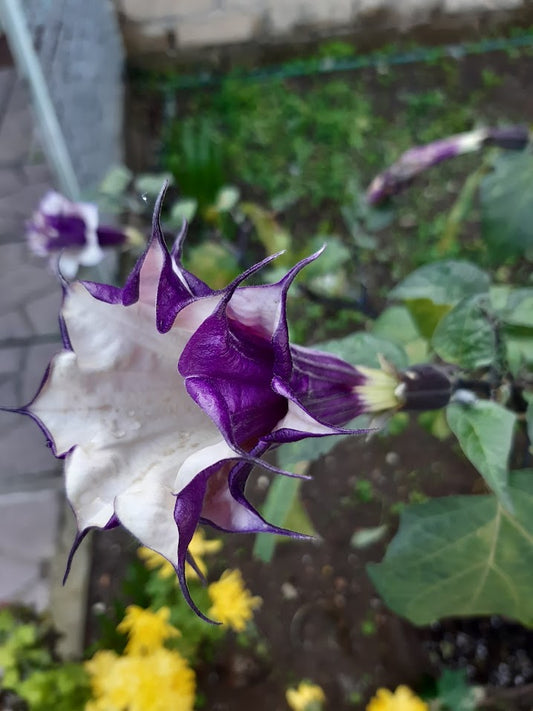 DATURA FASTUOSA VIOLA A FIORE DOPPIO