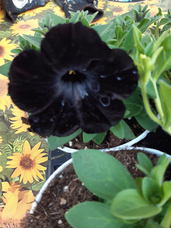 VIOLA PANSY..VARIETA' VIOLA X WITTROCKIANA--CLEAR CRYSTAL BLACK…