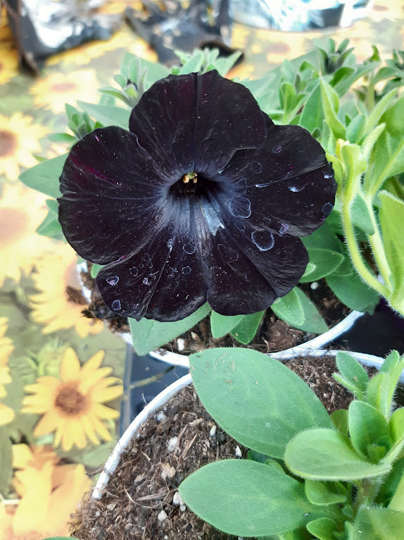 VIOLA PANSY..VARIETA' VIOLA X WITTROCKIANA--CLEAR CRYSTAL BLACK…