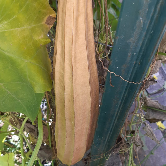 Luffa Acutangula