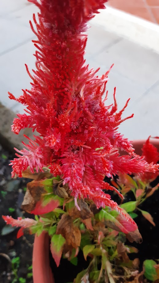 Celosia Argentea Var. Plumosa--Cresta di Gallo