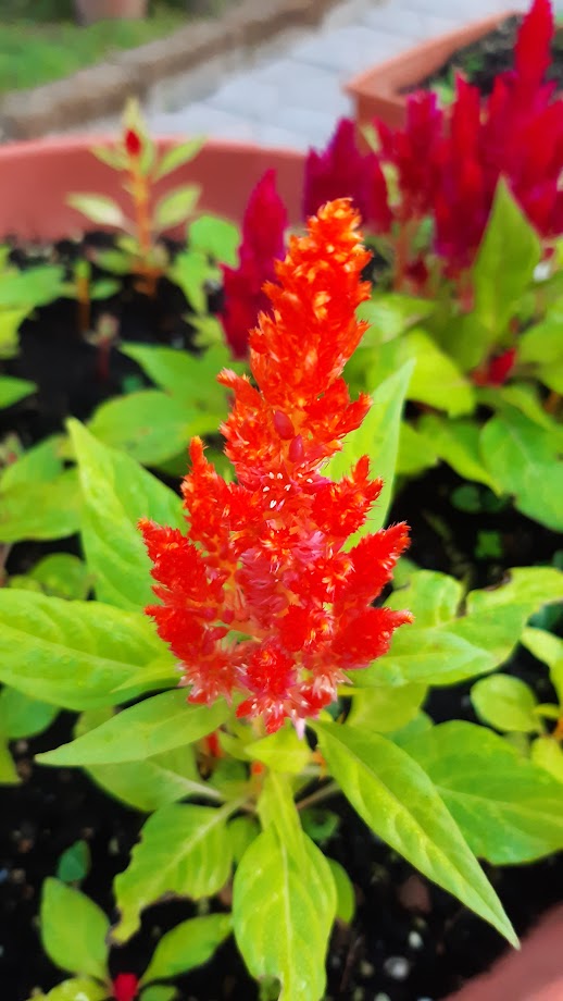 Celosia Argentea Var. Plumosa--Cresta di Gallo