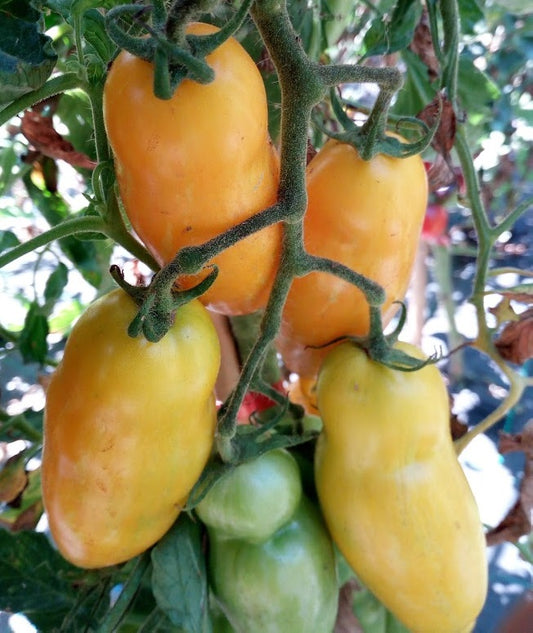 320 Semi POMODORO in 16 Varietà RARE e RICCHE di SOSTANTE NUTRITIVE