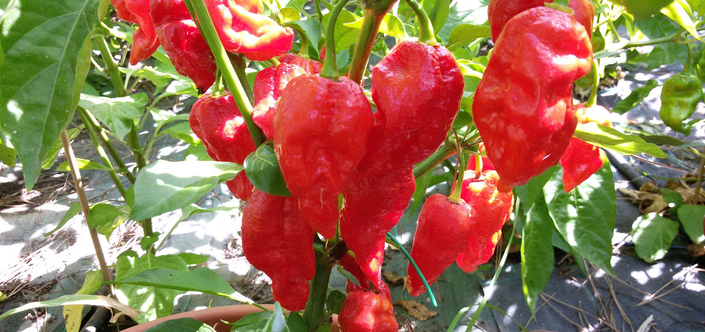 BHUT JOLOKIA  3 varietà red-white-salmon