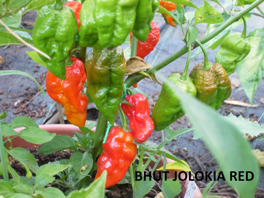 BHUT JOLOKIA  3 varietà red-white-salmon