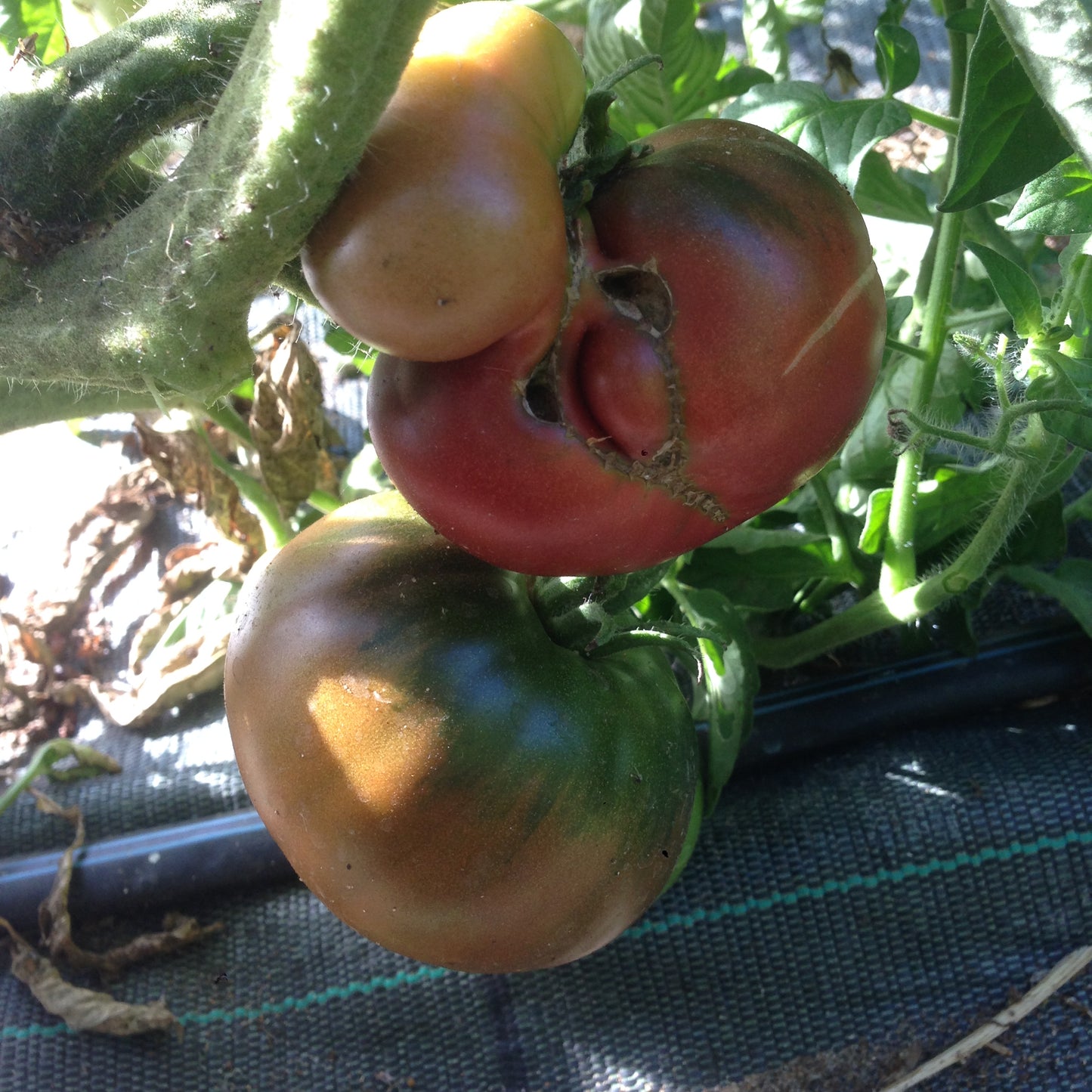 320 Semi POMODORO in 16 Varietà RARE e RICCHE di SOSTANTE NUTRITIVE