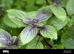 Basilico ---8 Varieta'--Liquirizia-Anice- Limone- Genovese-Bolloso napoletano-Rosso- Greco-Thai Siam- Blu Spice