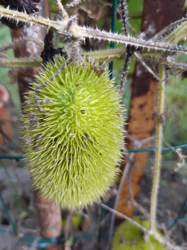 CETRIOLI ESOTICI