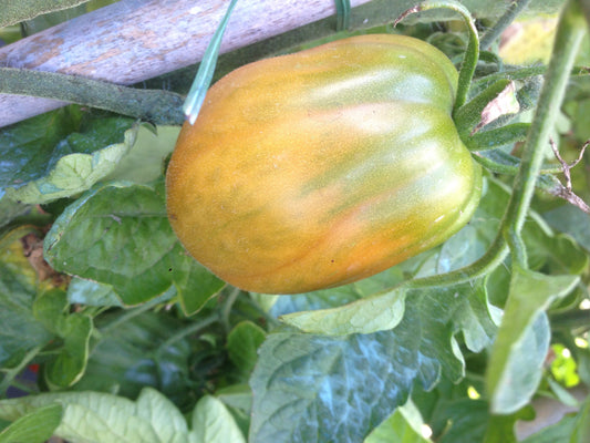 Pomodoro Canestrino di Lucca