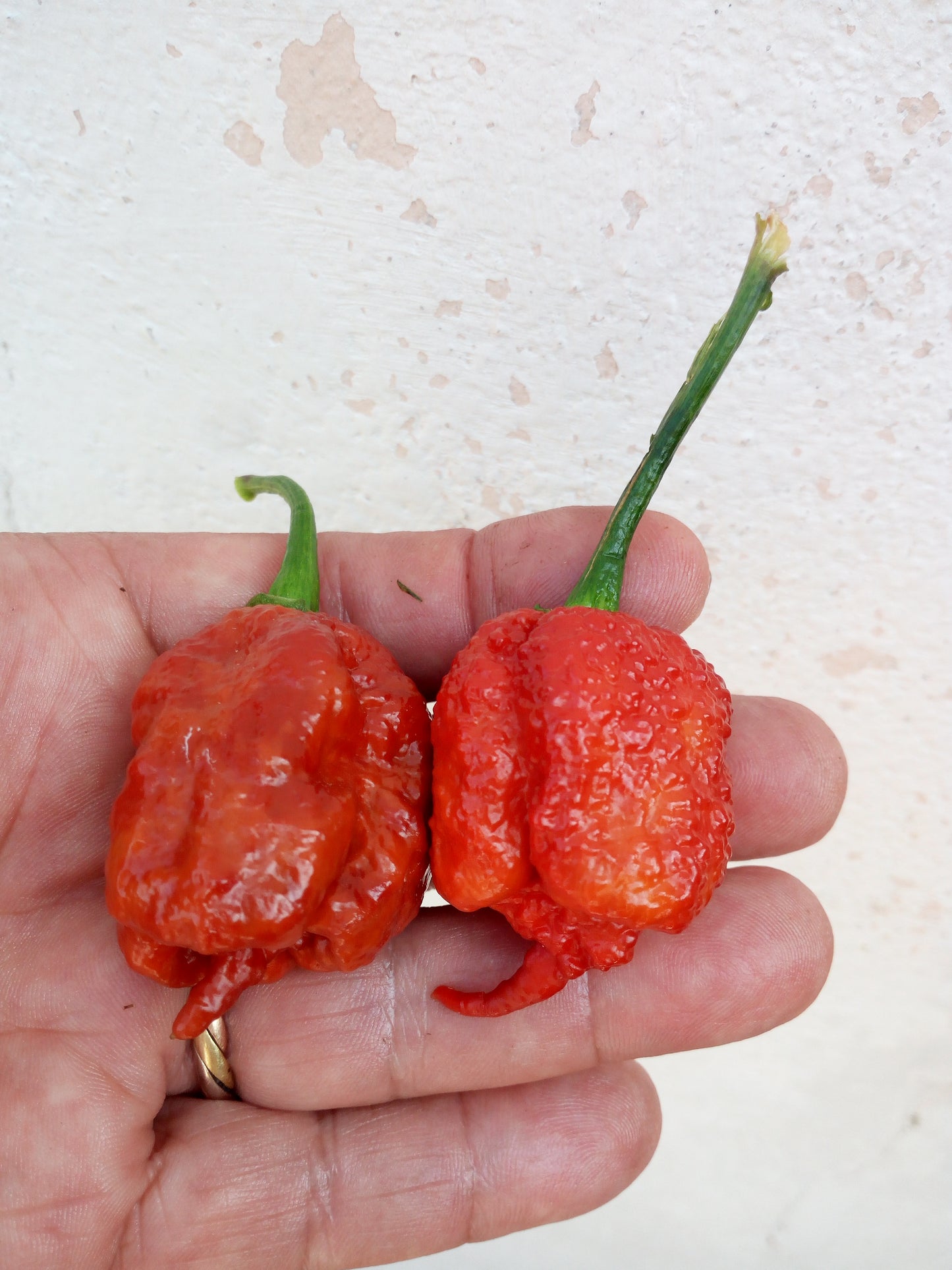 Carolina Reaper