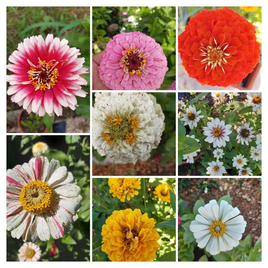 Zinnia Elegans--collezione di varieta'' diverse