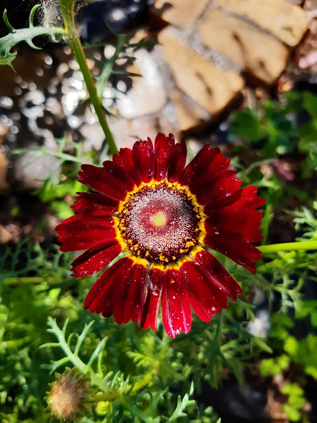 chrisantemum carinatum