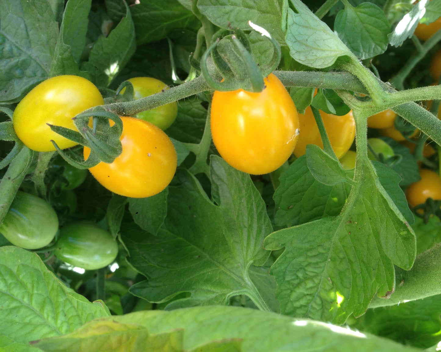 320 Semi POMODORO in 16 Varietà RARE e RICCHE di SOSTANTE NUTRITIVE