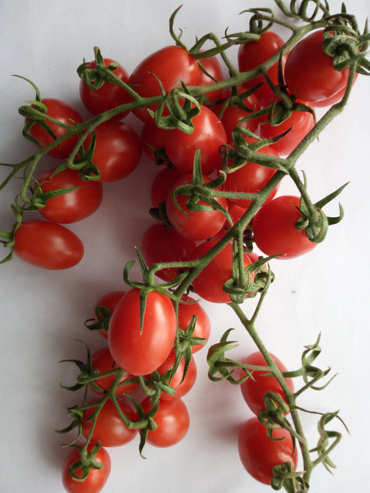 POMODORO DATTERINO-- 3 VARIETA'--ROSSO-GIALLO-VERDE