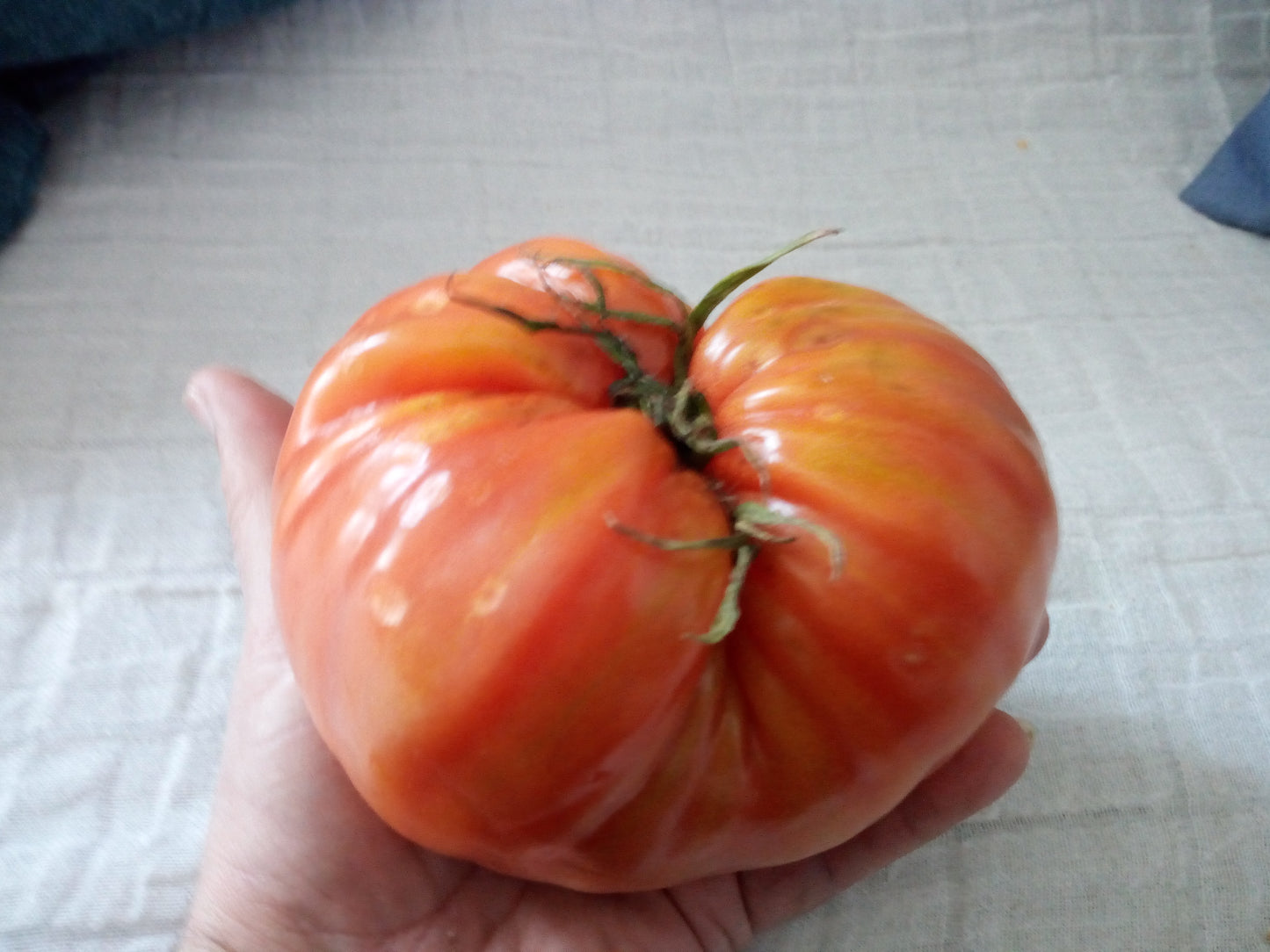 POMODORO GIGANTE D'ITALIA