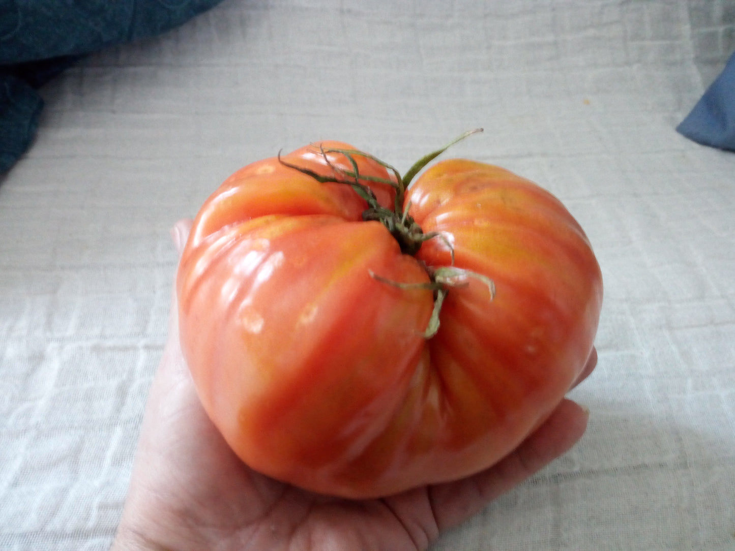 POMODORO GIGANTE D'ITALIA