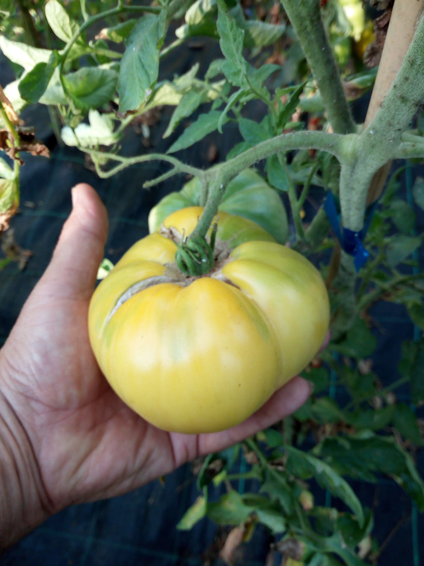 90 Semi POMODORO in 9 Varietà RARE e RICCHE di SOSTANTE NUTRITIVE, COLLEZIONE 3