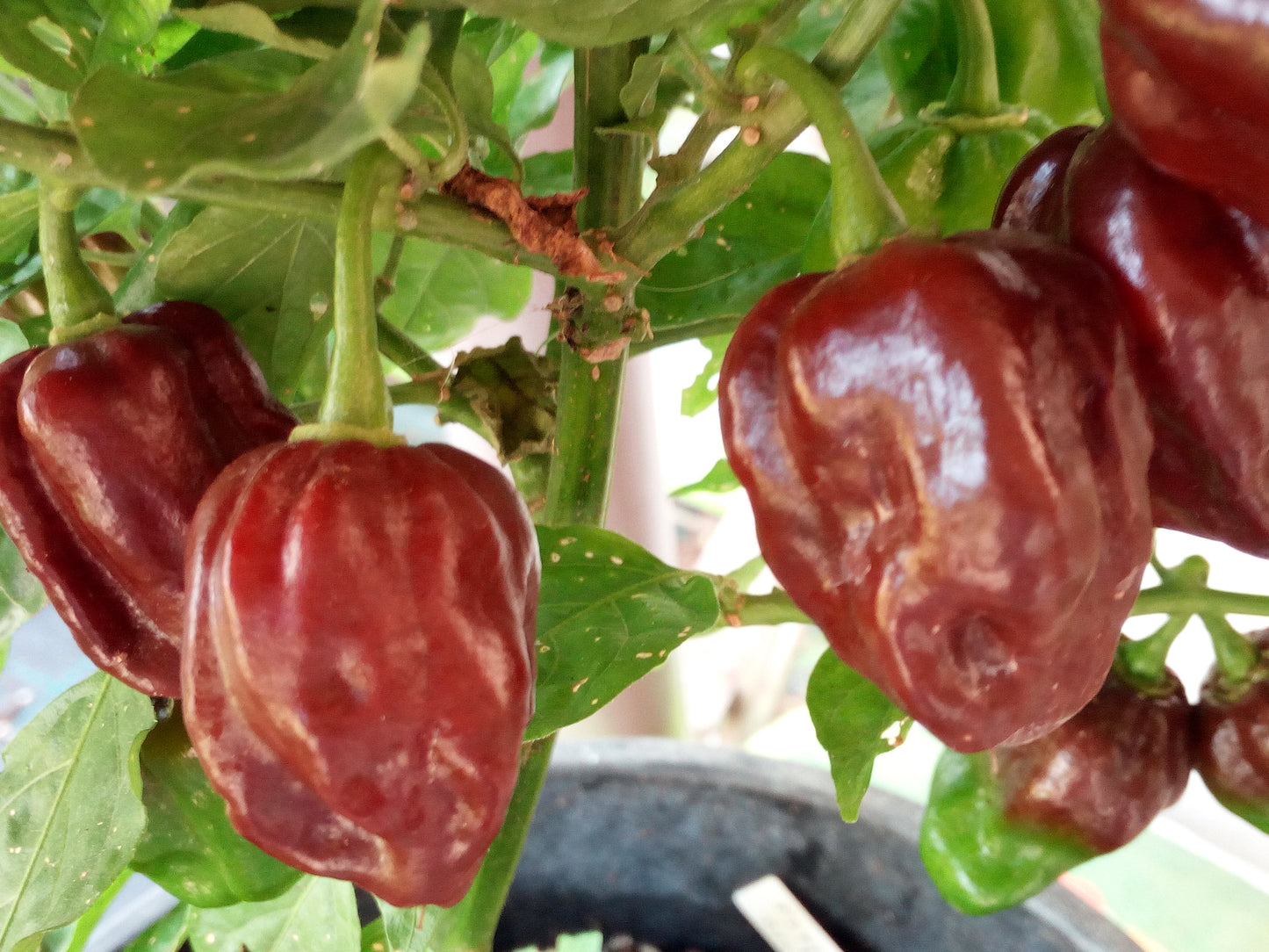 Habanero  Chocolat