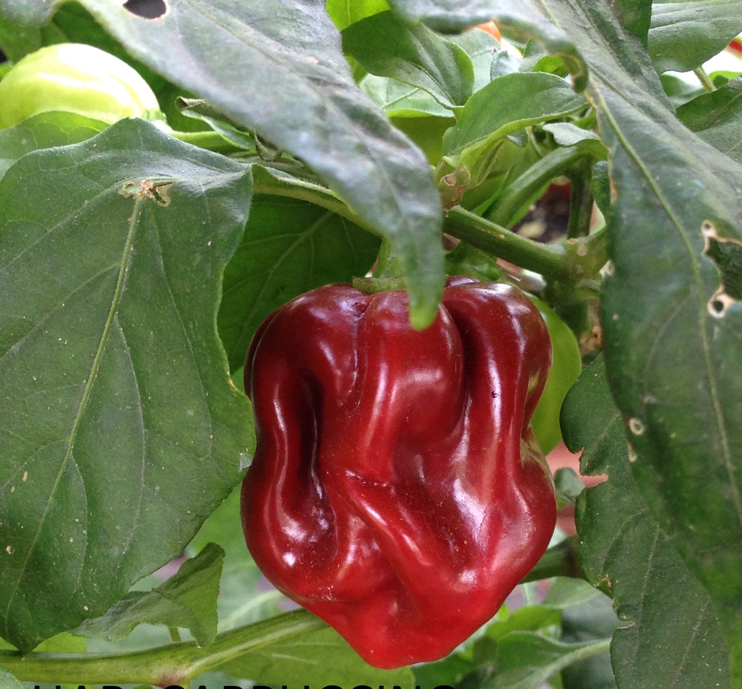 Habanero  3 VARIETA'---CHOCOLAT-WHITE GIANT-CAPPUCCINO