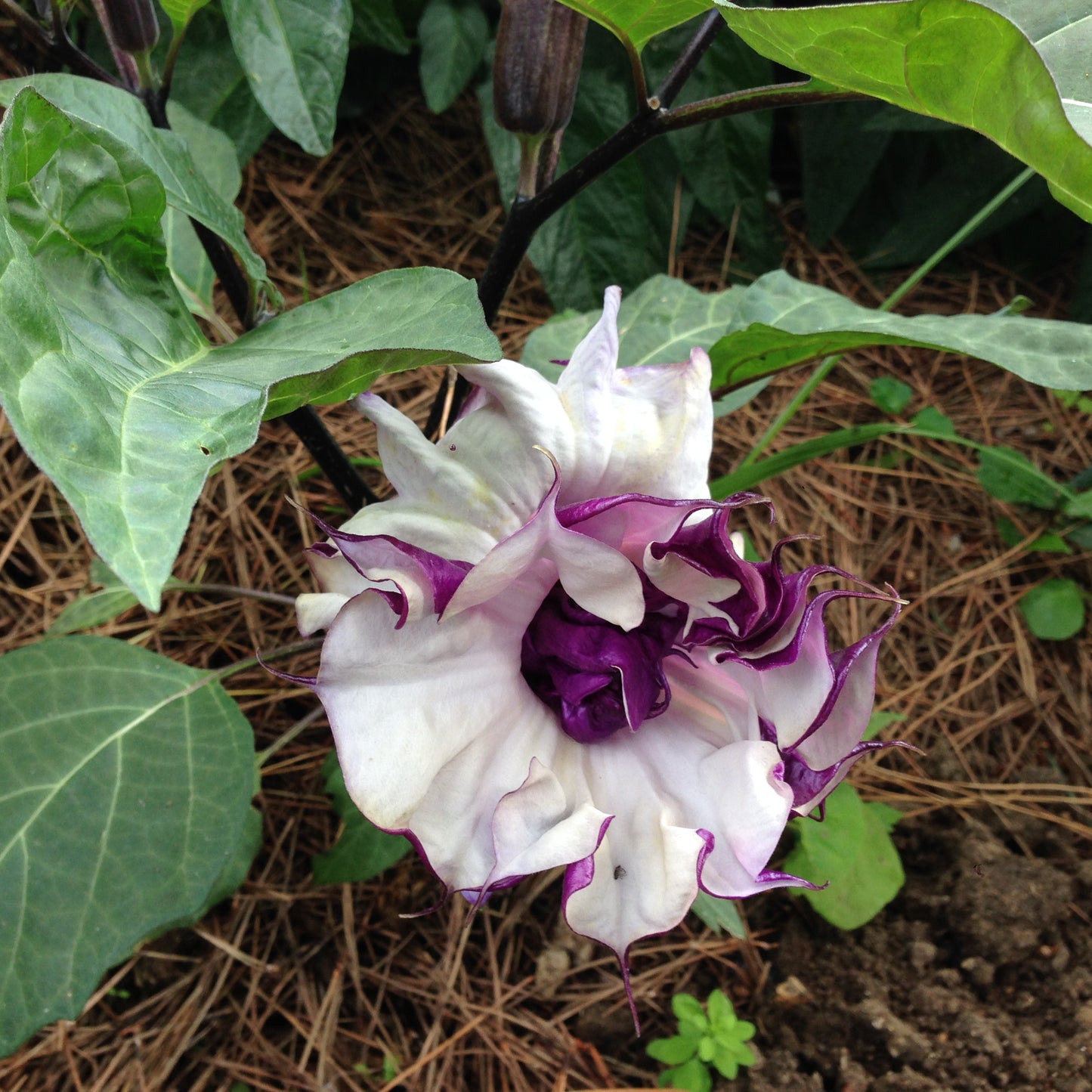 DATURA FASTUOSA VIOLA A FIORE DOPPIO