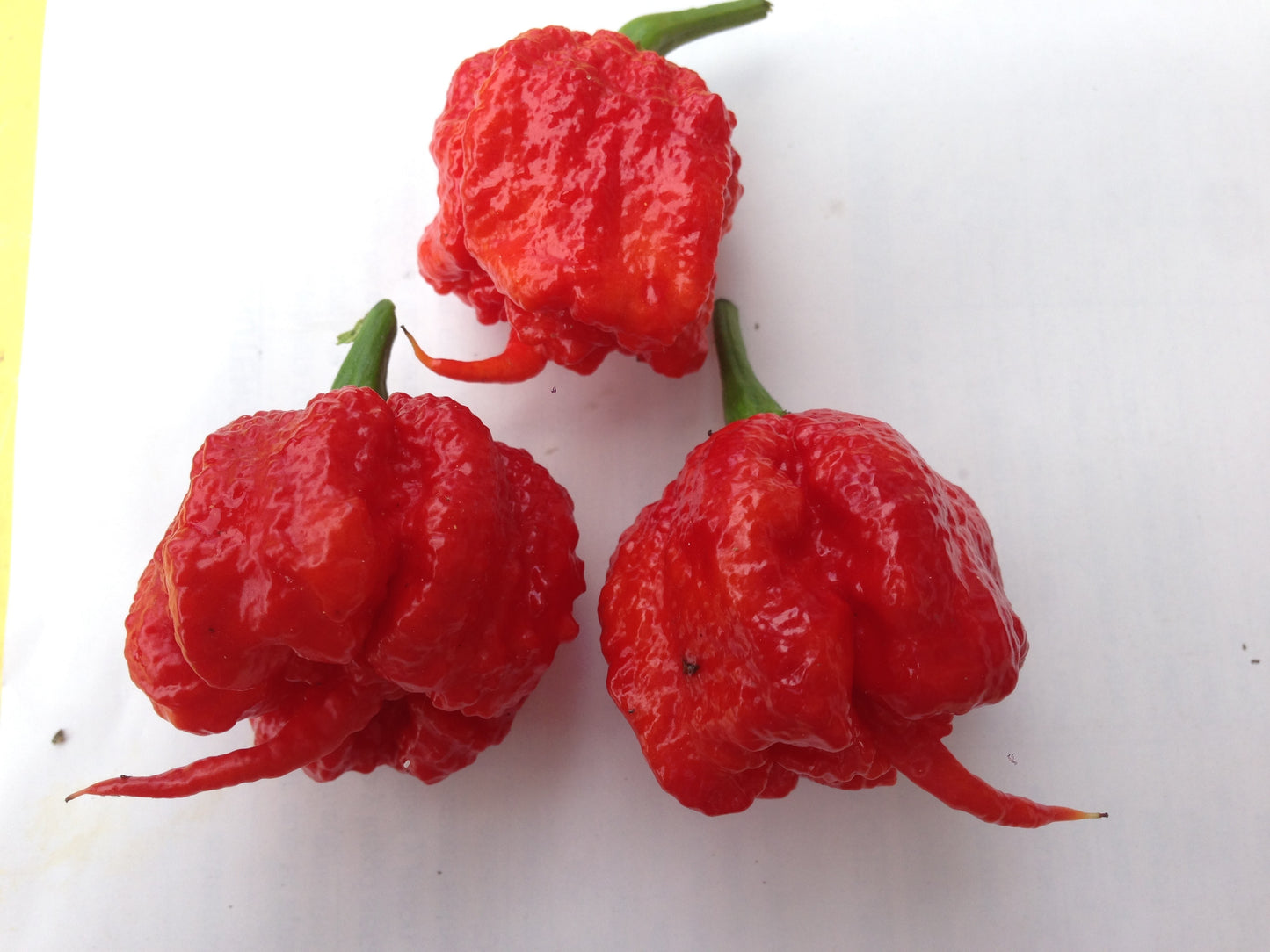 Carolina Reaper