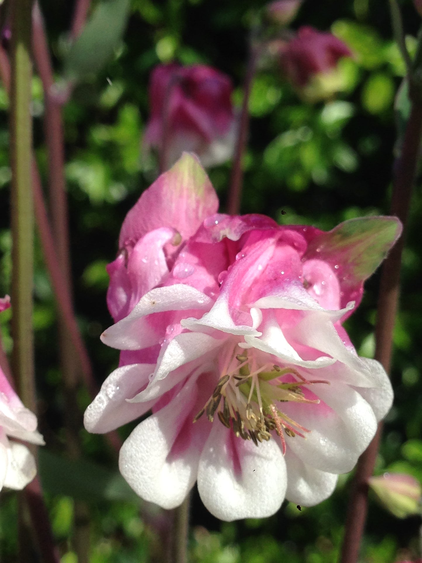 Aquilegia columbine varieta' petticoat