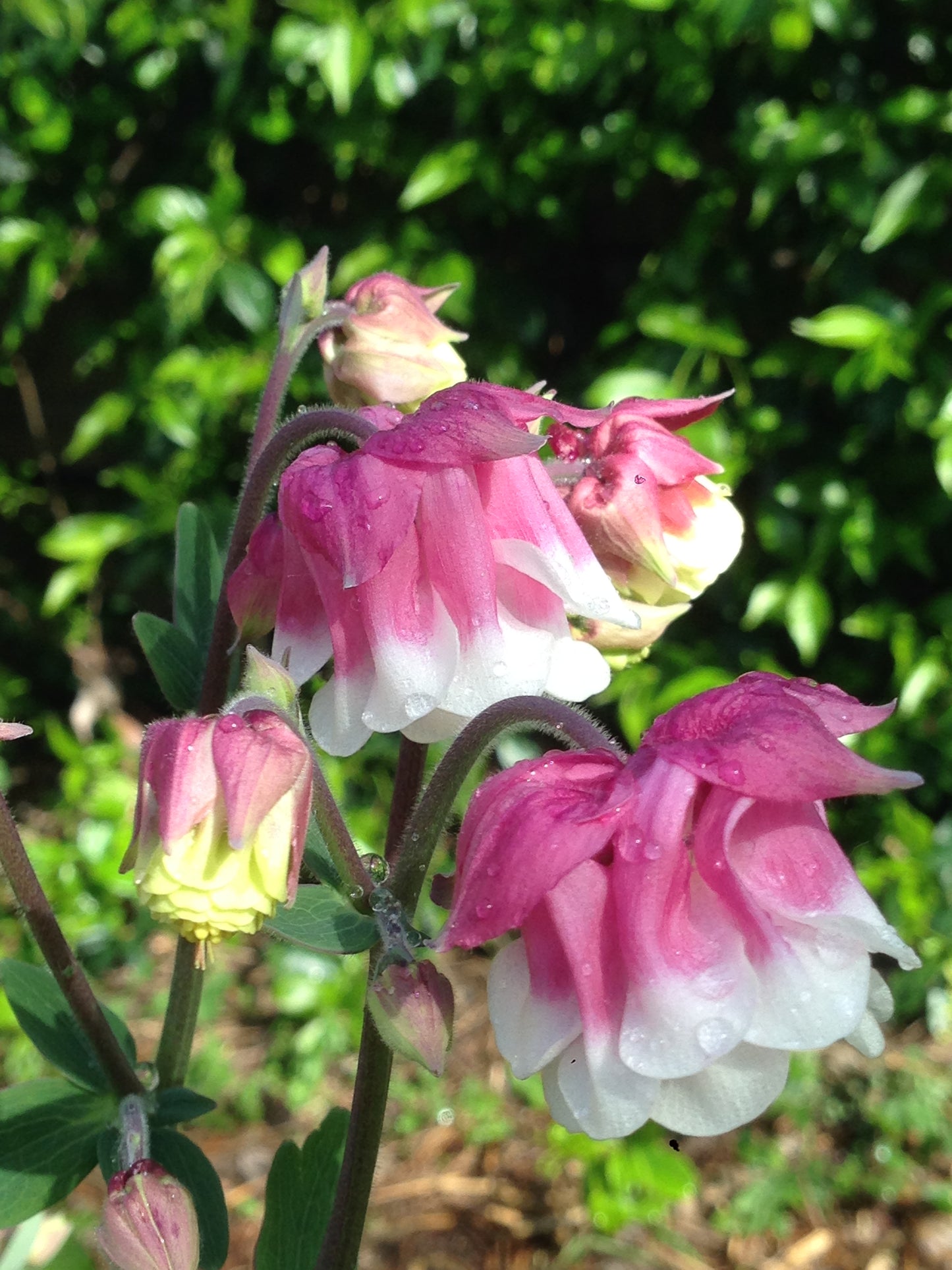 Aquilegia columbine varieta' petticoat