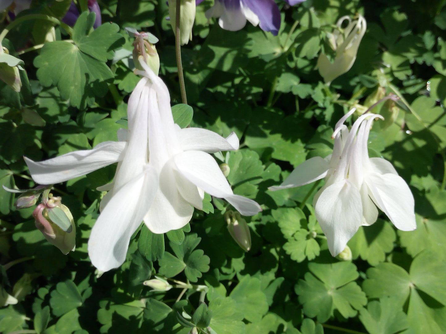 Aquilegia