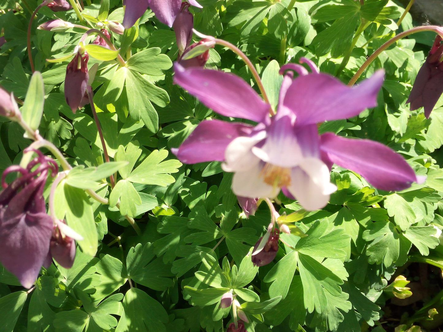 Aquilegia