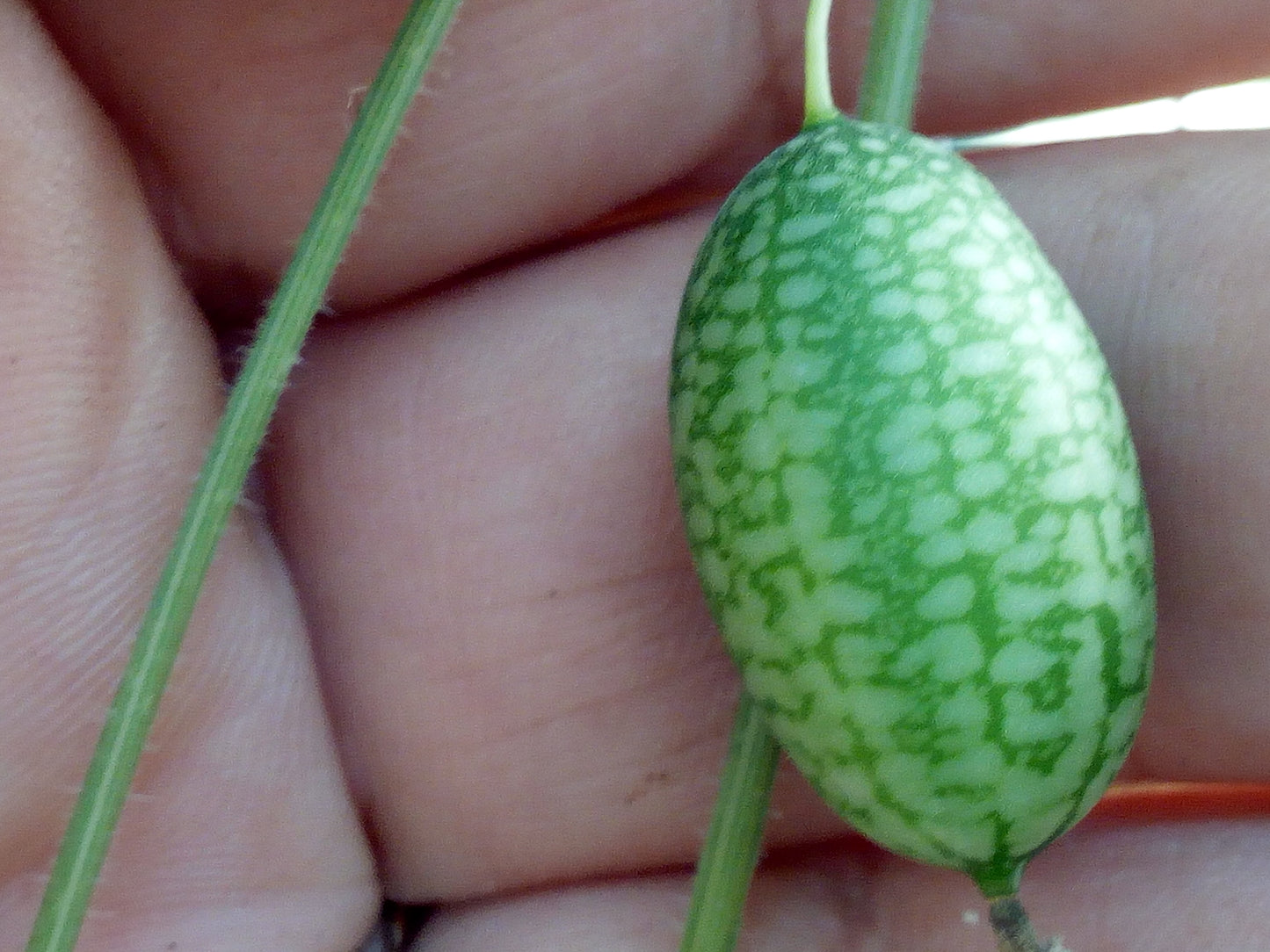 Cucamelon---Melotrhria Scabra