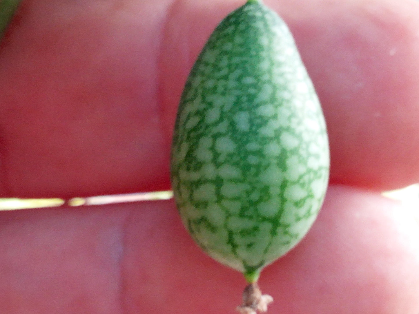 Cucamelon---Melotrhria Scabra