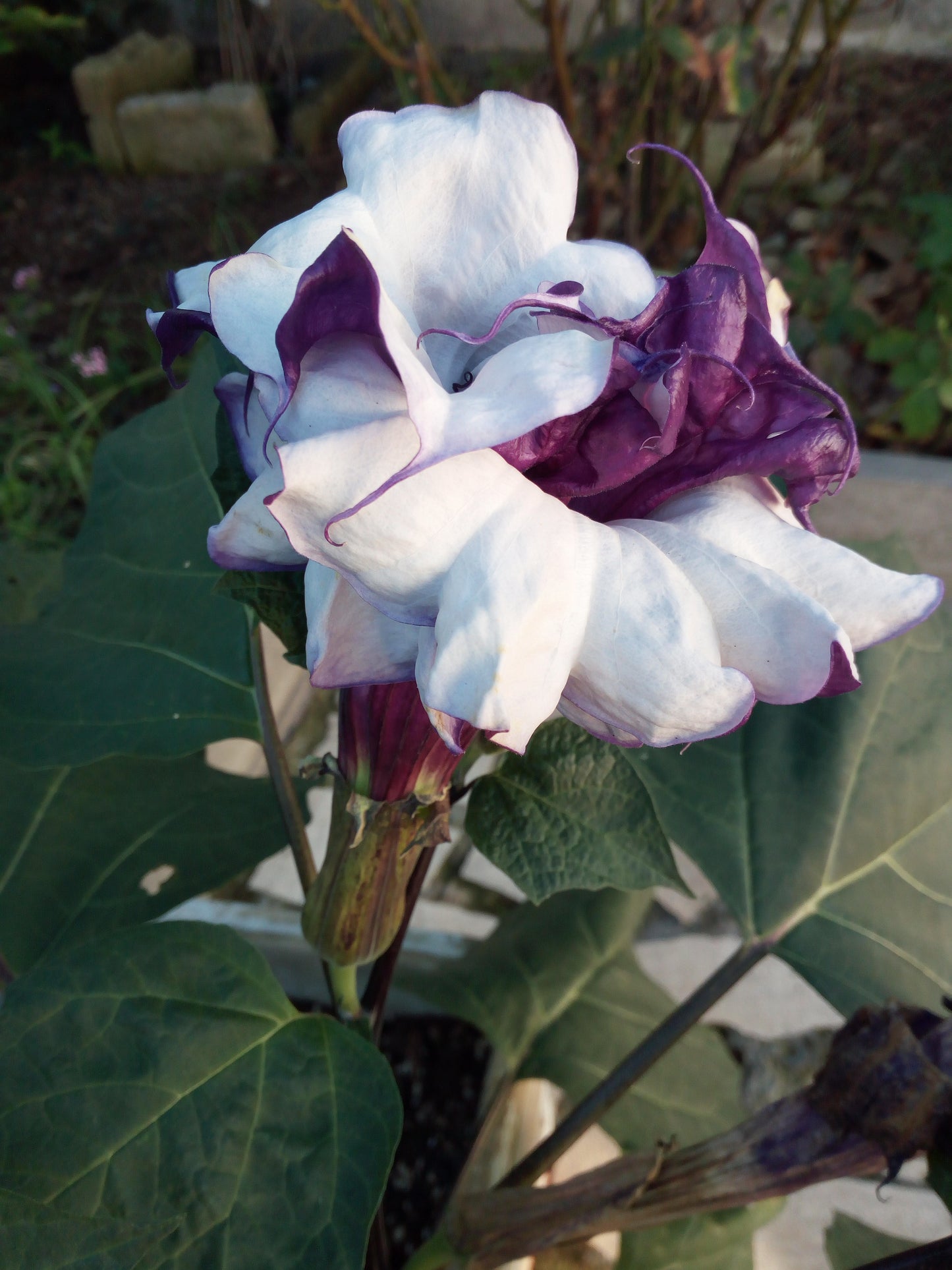 DATURA FASTUOSA VIOLA A FIORE DOPPIO