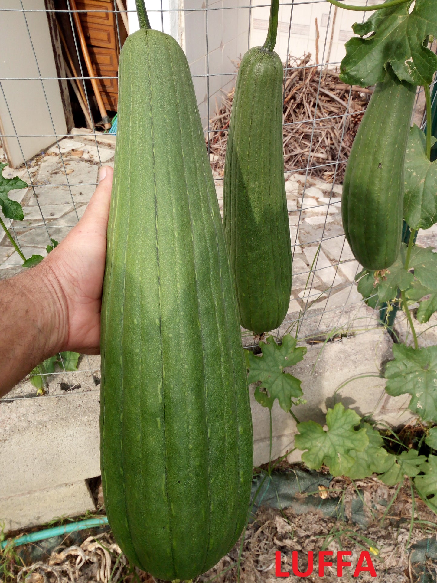 Luffa Cilindrica