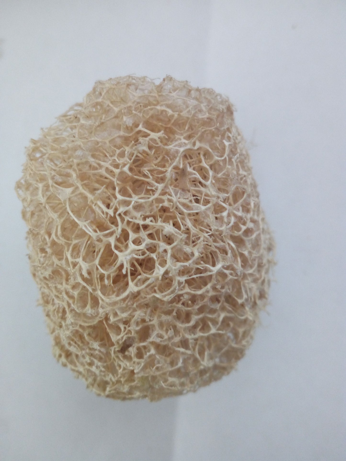 Luffa Operculata