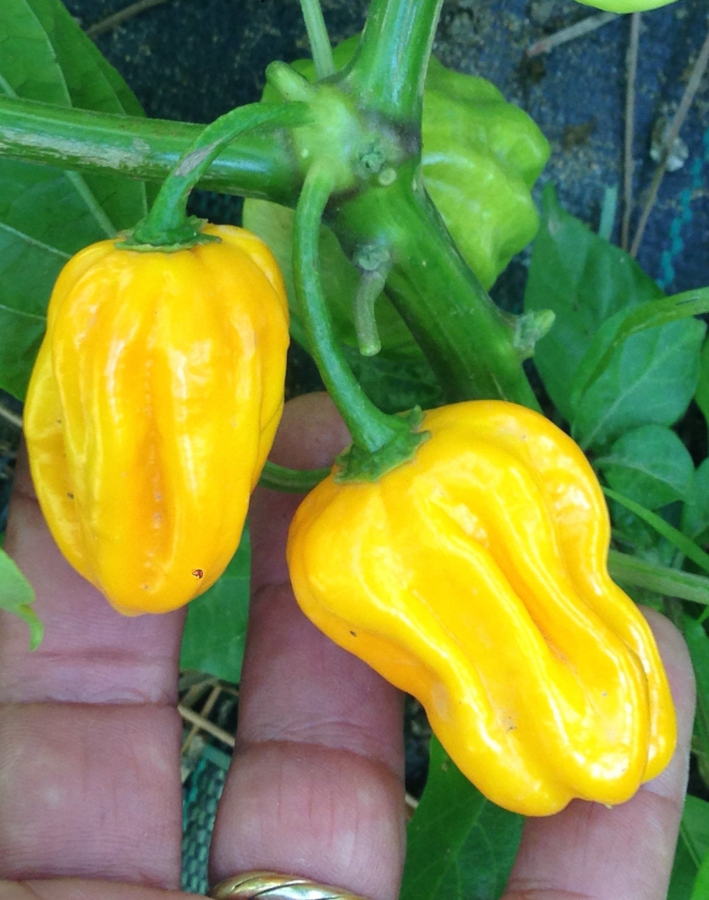 PEPERONCINI HABANERO-3 VARIETA'  --HOT LEMON-CHOCOLAT- YELLOW