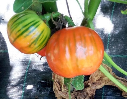 Melanzane Rosse--  2 Varieta' Rossa di Rotonda -Gilo Tingua