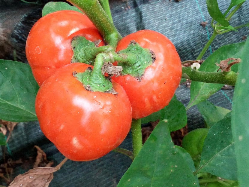 Melanzane Rosse--  2 Varieta' Rossa di Rotonda -Gilo Tingua