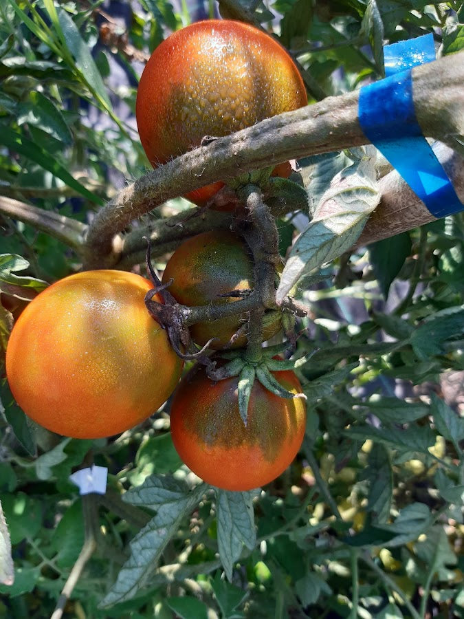 Pomodoro Negrillo de Almoguera