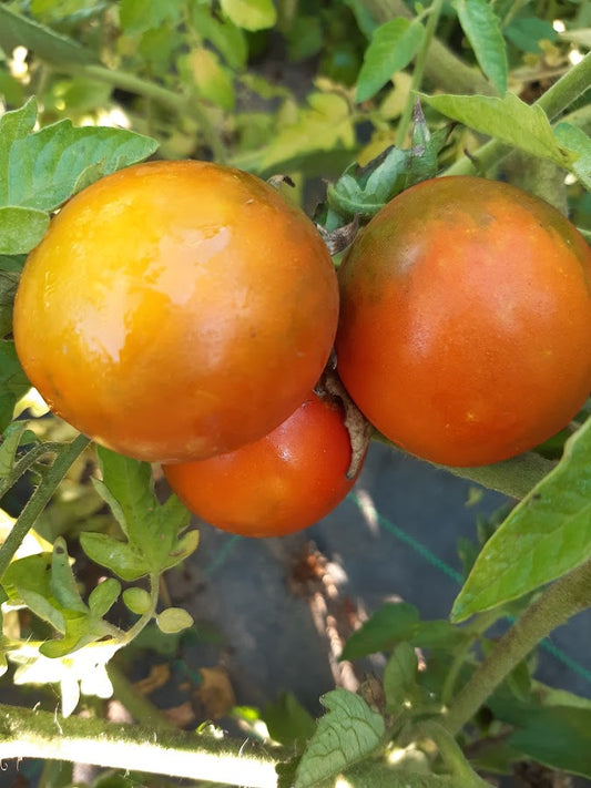 Pomodoro Negrillo de Almoguera