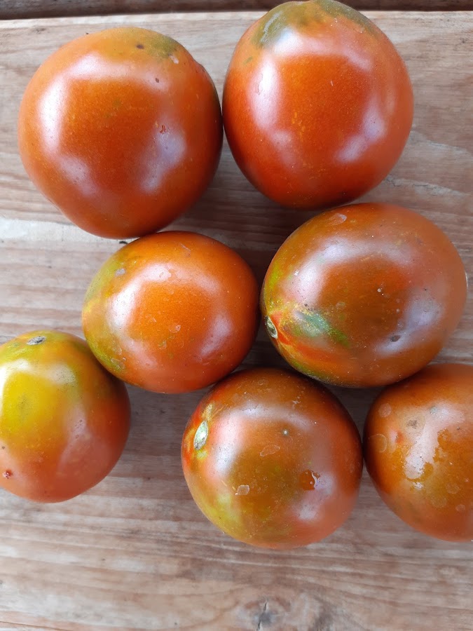 Pomodoro Negrillo de Almoguera