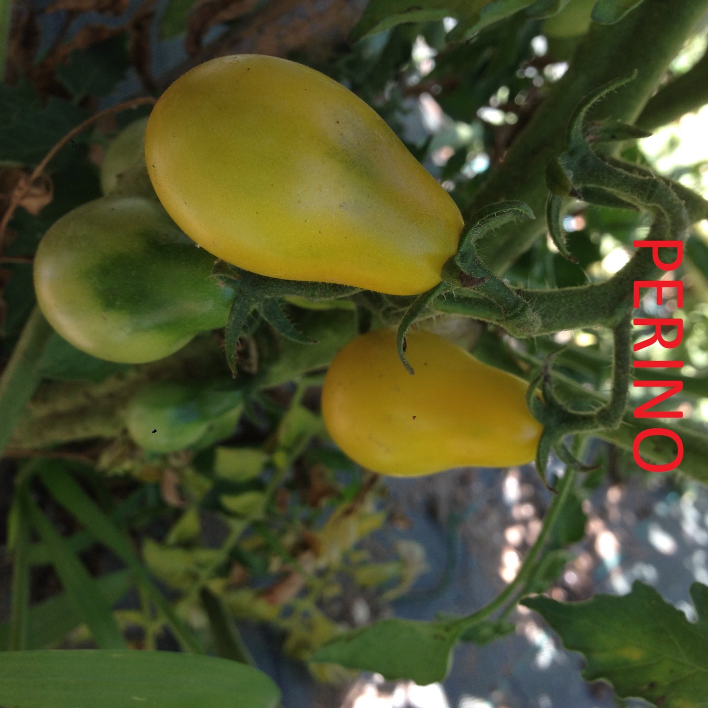 Pomodoro Perino Giallo