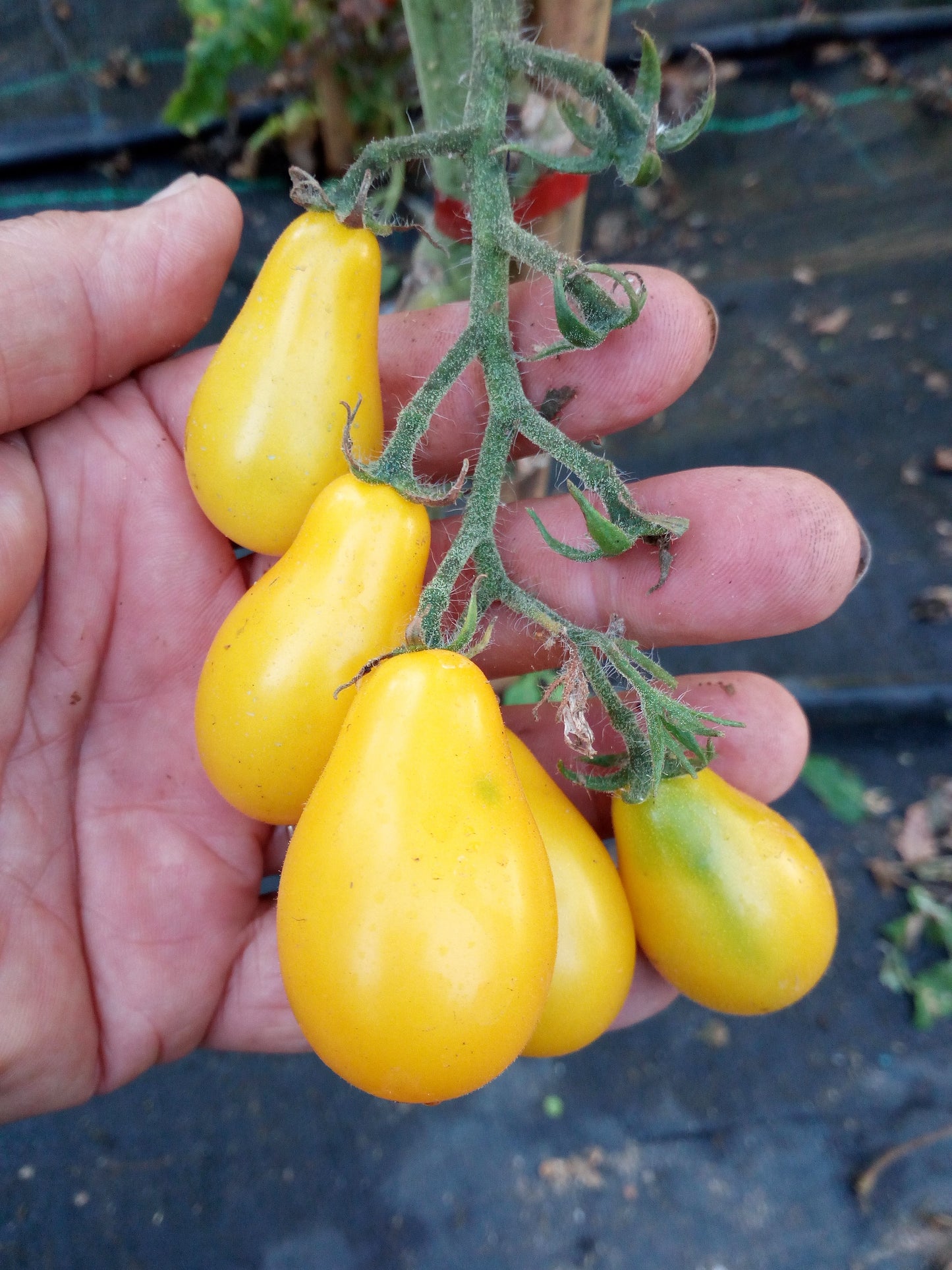 Pomodoro Perino Giallo