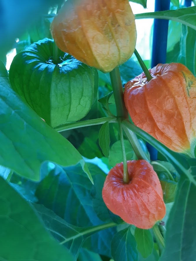 Physalis Frankettii