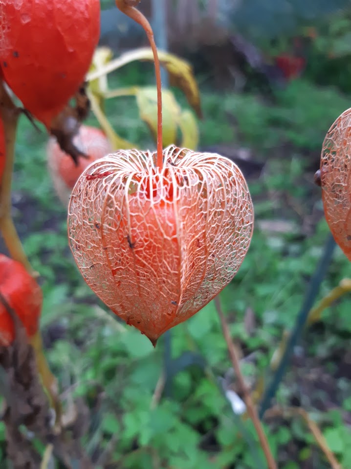 Physalis Frankettii