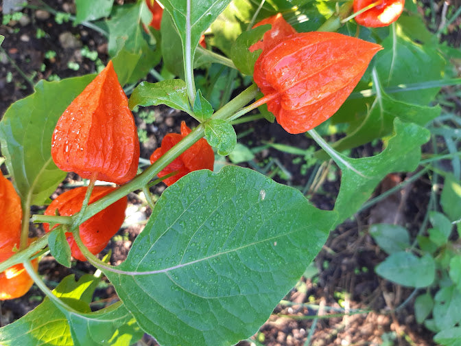 Physalis Frankettii