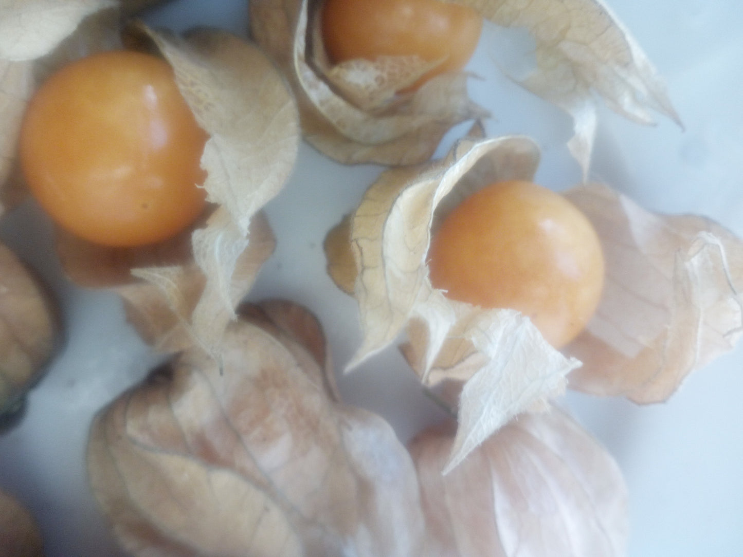 Physalis Alkekengi