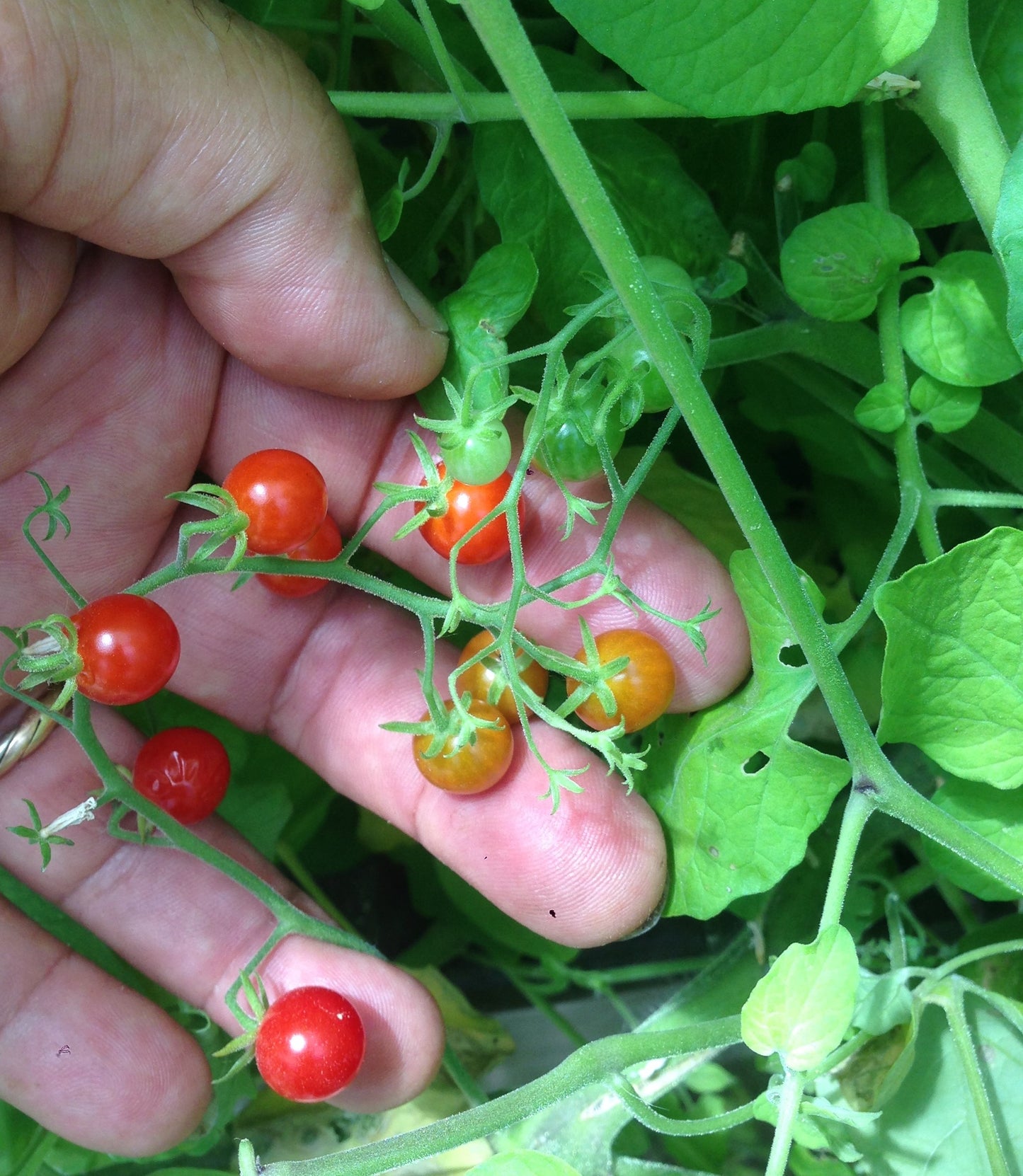 Pomodoro Ribes Coyote Giallo