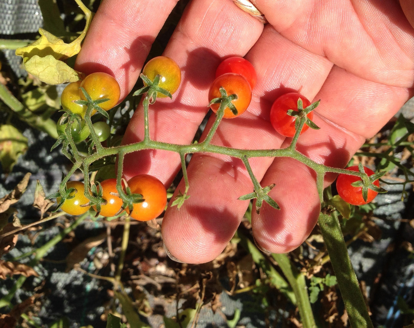 Pomodoro Ribes Coyote Giallo