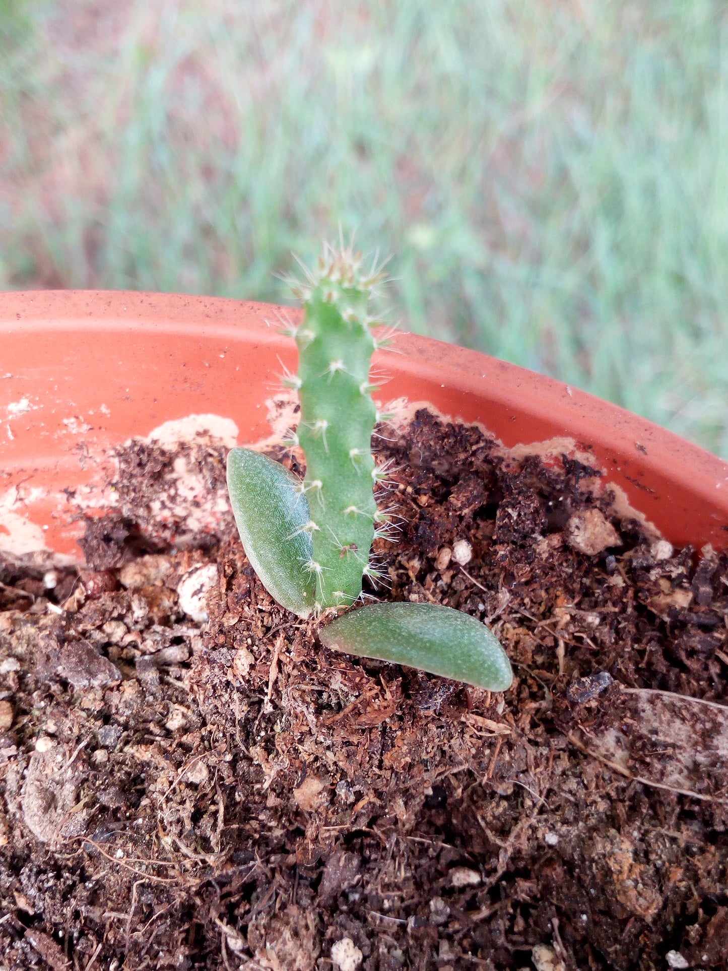 PITAYA--Hylocereus undatus--3 VARIETA'